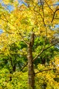 Colorful autumn trees