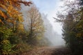 Colorful Autumn trees surround a foggy path on an autumn morning