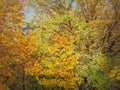 Colorful autumn trees texture. Fall season nature details, multicolored foliage Royalty Free Stock Photo