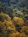 Colorful autumn trees texture. Natural scene of a forest with different colored leaves, fall season vertical background Royalty Free Stock Photo