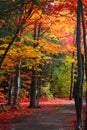 Colorful Autumn trees by the trail Royalty Free Stock Photo