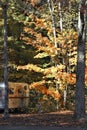 Colorful Autumn trees by vintage camper trailer in Indiana