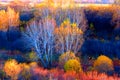 Colorful autumn trees and a walking cow