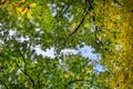 Colorful autumn treetops in fall forest with blue sky