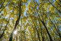 Colorful autumn treetops in fall forest with blue sky and sun