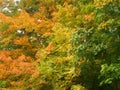 Colorful autumn treetops orange yellow green Royalty Free Stock Photo