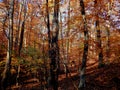 Autumn forrest in Virginia colorful landscape