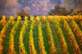 Colorful autumn in vine yards, Austria. Royalty Free Stock Photo