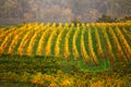 Colorful autumn in vine yards, Austria Royalty Free Stock Photo