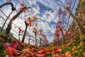 Colorful autumn Vineyard in Wachau valley in Austria.