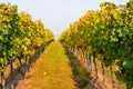 Colorful autumn vineyard with ripe grapes of Pinot Gris. Fall vineyards in yellow and orange color leading downhill, white sky. Royalty Free Stock Photo
