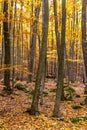 Colorful Autumn In Voderady Beechwood, Czechia Royalty Free Stock Photo
