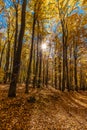 Colorful Autumn In Voderady Beechwood, Czechia Royalty Free Stock Photo