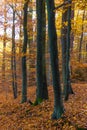 Colorful Autumn In Voderady Beechwood, Czechia Royalty Free Stock Photo