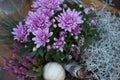 Colorful autumnal chrysanthemum decoration. Blossoming flowers in a the pots with herbs, little pumpkin in basket. Fall decor.