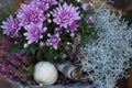 Colorful autumnal chrysanthemum decoration. Blossoming flowers in a the pots with herbs, little pumpkin in basket. Fall decor. Royalty Free Stock Photo