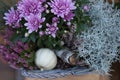 Colorful autumnal chrysanthemum decoration. Blossoming flowers in a the pots with herbs, little pumpkin in basket. Fall decor. Royalty Free Stock Photo