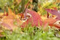 Colorful autumnal fallen maple leaves Royalty Free Stock Photo