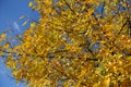 Colorful autumnal foliage of Fraxinus pennsylvanica against blue sky Royalty Free Stock Photo