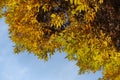 Colorful autumnal foliage of Fraxinus pennsylvanica tree against the sky in October