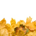 Colorful autumnal foliage isolated on a white background