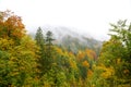 Colorful autumnal forest, foggy day in october Royalty Free Stock Photo