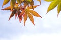 Colorful autumnal japanese maple leaves Royalty Free Stock Photo