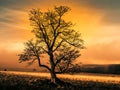 Colorful autumnal landscape after rain with beautiful tree, mist and blue sky. Dramatic evening scene at sunset time Royalty Free Stock Photo