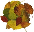 Colorful autumnal leaves Royalty Free Stock Photo