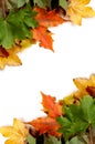 Colorful autumnal leaves Royalty Free Stock Photo