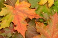 Colorful autumnal leaves Royalty Free Stock Photo