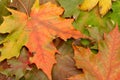 Colorful autumnal leaves