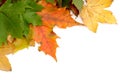 Colorful autumnal leaves