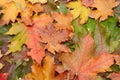 Colorful autumnal leaves Royalty Free Stock Photo