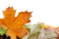 Colorful autumnal leaves Royalty Free Stock Photo