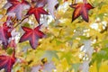 Detail of maple tree autumnal leaves Royalty Free Stock Photo