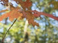 Colorful autumnal maple leaves in blurred autumn forest background in sunlight