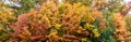 Colorful autumnal panorama image forest