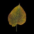 colorful autumnal poplar tree leaf isolated on black Royalty Free Stock Photo