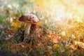 Colorful autumnal scene with mushroom in the grass and sunlight