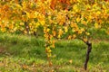 Colorful autumnal vineyard. Royalty Free Stock Photo