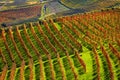 Colorful autumnal vineyards on the hills of Langhe in Piedmont, Italy Royalty Free Stock Photo