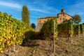 Colorful autumnal vineyards under blue sky in Italy Royalty Free Stock Photo