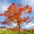 Colorful autunm tree.