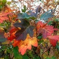 Colorful Autuum Leaves Royalty Free Stock Photo