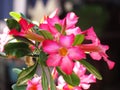 Colorful Azalea flowers or Desert Rose-Impala Lily- Mock Azalea blossoms in full bloom on dark background Royalty Free Stock Photo