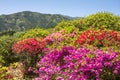 Colorful azalea flowers