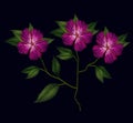 Colorful azalea flowers plant set embroidery in black background Royalty Free Stock Photo