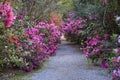 Colorful Azalea Lined Garden Pathway Charleston SC Royalty Free Stock Photo