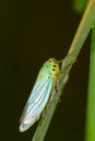 Colorful baby grasshopper Royalty Free Stock Photo